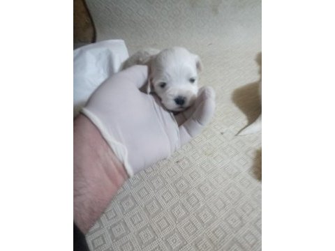 20 günlük kartopu bebek köpekler