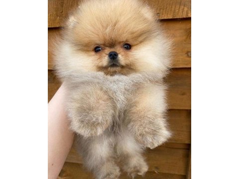 Pomeranian yavrularımız için arayabilirsiniz