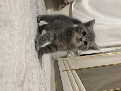 Scottish fold yavrular ve anne sahiplendirilecektir