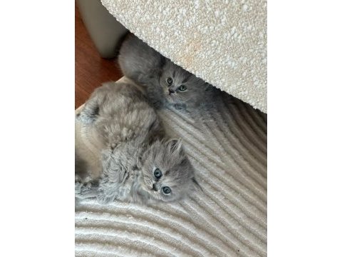 Orijinal british shorthair ve longhair