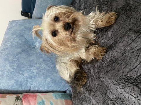 Sevimli yorkshire terrier kızımız