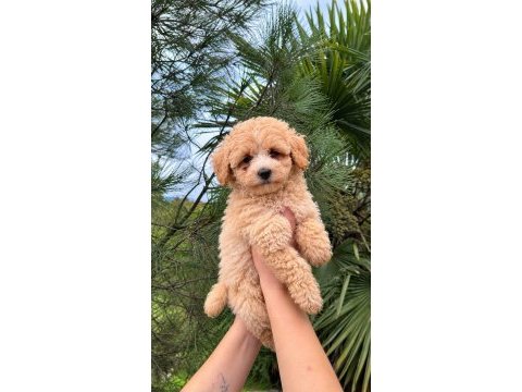 Üst kalite maltipoo yavrularımız 