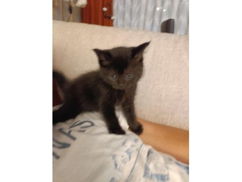 British shorthair 40 günlük