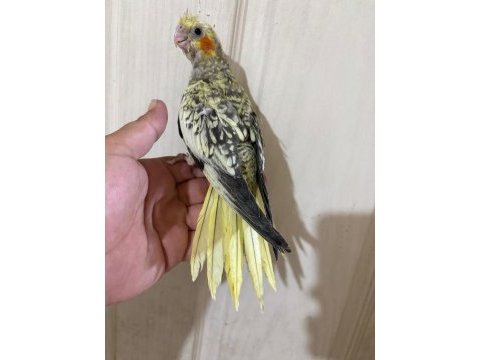 48 günlük pearl bebek sultan papağanı