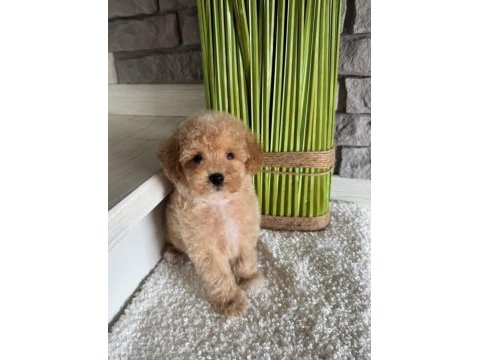 Ruhsatlı köpek çiftliğinden maltipoo yavrularımız 