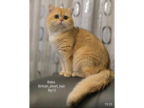 Anne baba şecereli full şampiyon kan hattı british