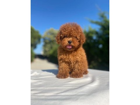 Oyuncu sevimli toy poodle yavrular