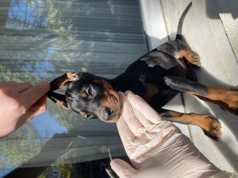 Sağlık ırk garantili doberman yavrularım