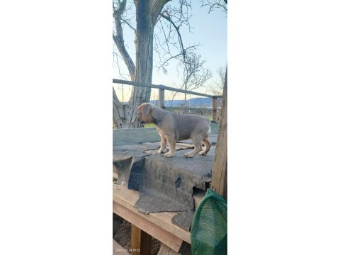 Blue fawn sable dünyalar güzeli french bulldog
