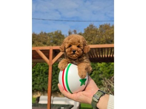 Poodle çiftliğinden red brown toy poodle bebeklerimiz