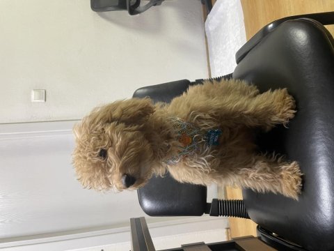 Yavru erkek toy poodle uygun acil