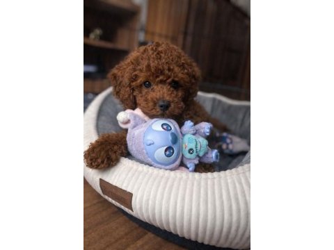 Orijinal toy poodle