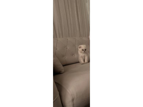 2 aylık dişi scottish fold yeni yuvasını arıyor