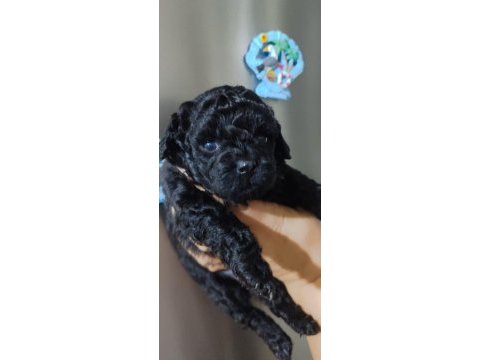 Solid black mini poodle yavrular