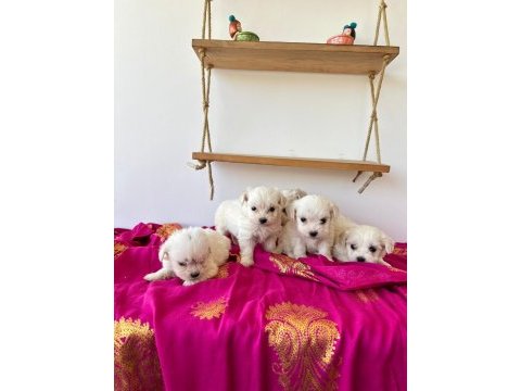 Maltese teriyer