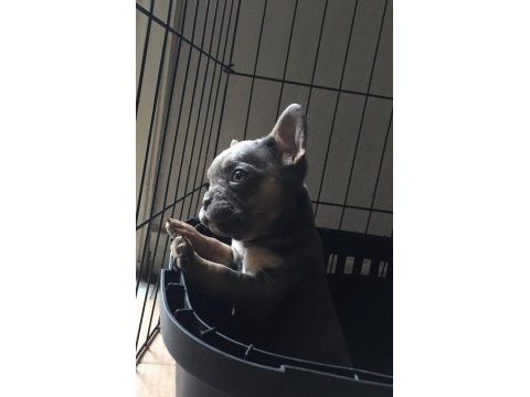 Dişi lilac and tan french bulldog