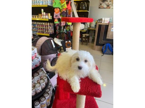1 numara beyaz maltese terrier