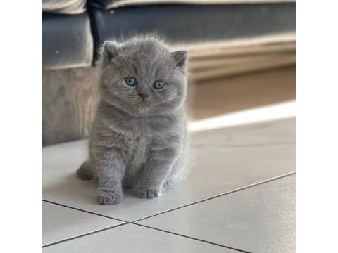 British shorthair yavrularımız
