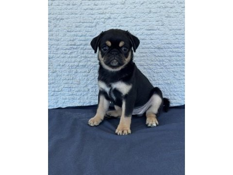 Black tan pug mops