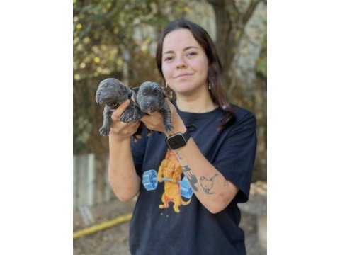 Tüm türkiyeye orjınal cane corso ıtalıano yavruları