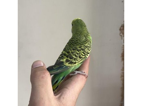 Bebek muhabbet kuşu yeni yeme düşmüş gönderim var
