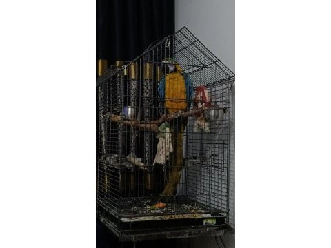 11-12 aylık macaw papağanı