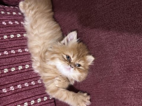 2 aylık dişi chinchilla kedim