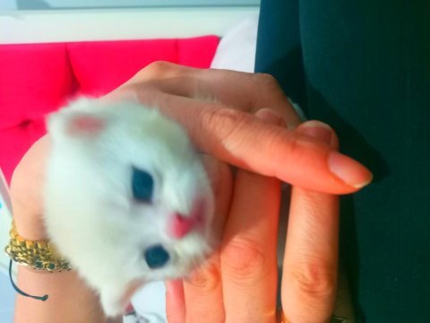 Beş kuşak secereli british shorthair bebekleri