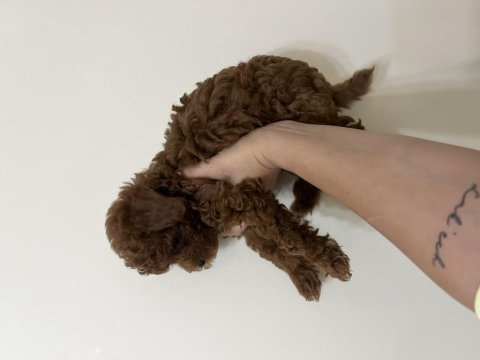 Erkek teacup kore poodle