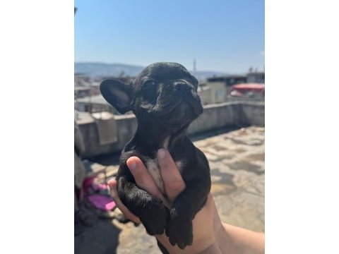 French bulldog bebekler