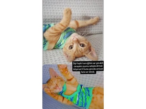 Evcil tekir kedimiz kum eğitimi var dişi
