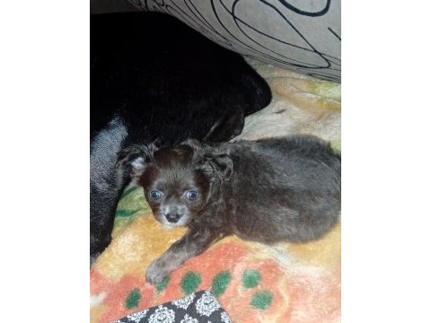 Bir kızımız ve bir oğlumuz var 50 günlük köpekler