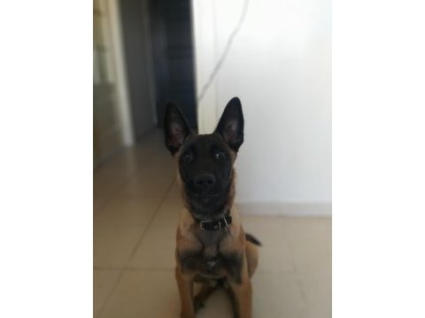 Güzel malinois kızımız deyzi