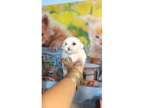 Yavru maltese köpekler