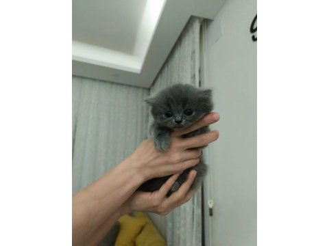 British longhair 2 aylık erkek