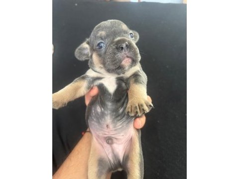 Mavi mavi masmavi fransız bulldog mavişler