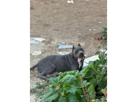 Yavru aslan cane corso