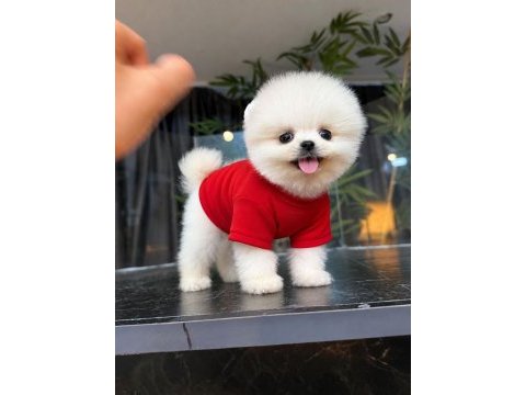 Orjinal pomeranian boo