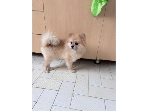 Pomeranian boo köpeği