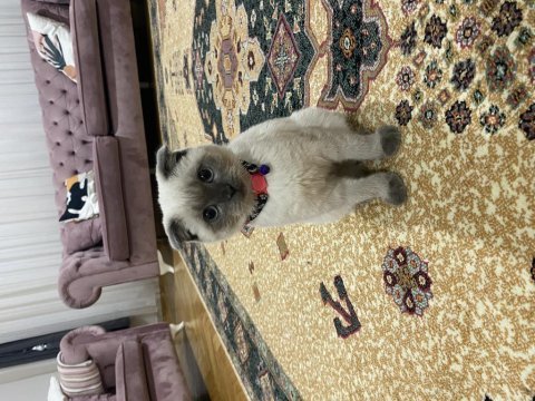 5 aylık erkek scottish fold blue point