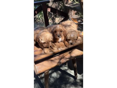 Maltipoo yavrularımız yeni yuvasını arıyor