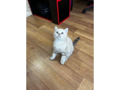 Konya merkez british shorthair silver