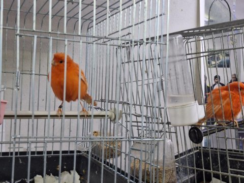 Vasıflı kanaryalar tüm cinsler mevcuttur