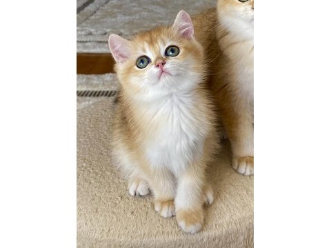 Şecereli british shorthair black golden ny12 erkek yavru