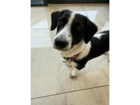Jack russell - border collıe kırması zeki yavru dişi