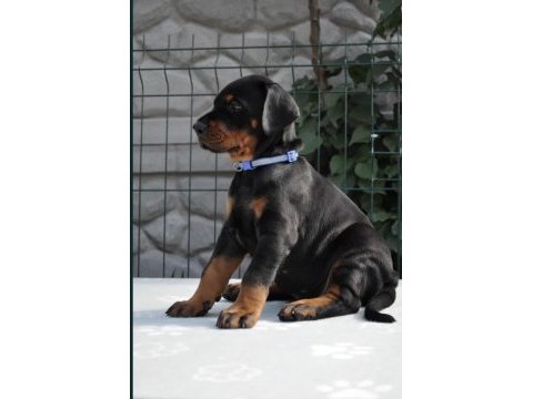 A şecereli doberman yavrular