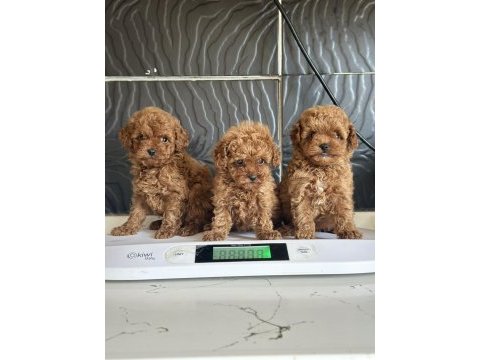 Mini poodle yavrular