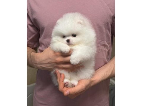 Pomeranian boo teddy bear yavrulardan biri için ulasın