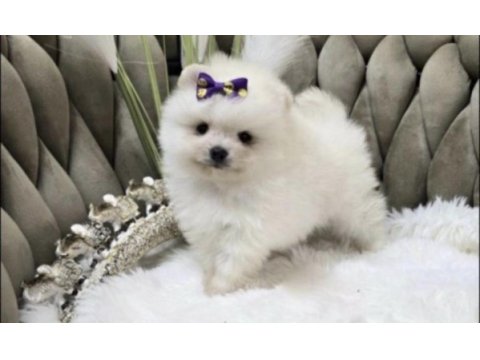 Pomeranian boo sağlıklı köpeğimiz