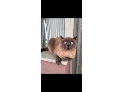 3 yaşında kısır dişi kedimiz